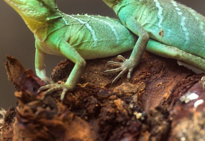 Reptilien aus nächster Nähe